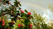 25th Apr 2019 - Rainbow and Apple Blossom   25.4.12