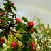 Rainbow and Apple Blossom   25.4.12 by filsie65