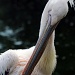 Pelican by seanoneill