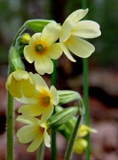 24th Apr 2012 - Pretty In Yellow Too