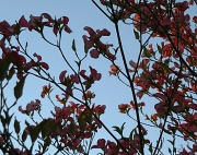 25th Apr 2012 - Blossoms kissed by the sun