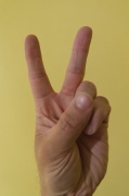 25th Apr 2012 - V is for 'Vegetable Rights and Peace'