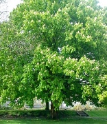25th Apr 2012 - Chestnut tree in flower 