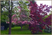 25th Apr 2012 - Flowering Trees