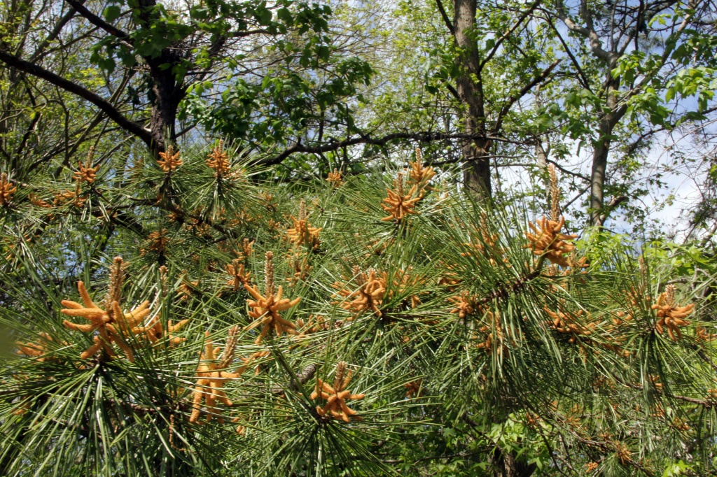 spring pine growth by hjbenson