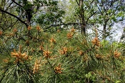 25th Apr 2012 - spring pine growth