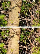 25th Apr 2012 - Red Bellied Woodpecker