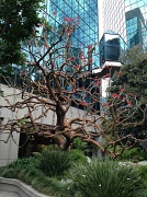 25th Apr 2012 - Whole Crazy Tree