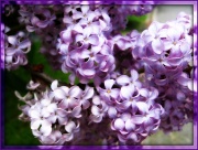 25th Apr 2012 - Lilacs
