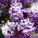 Lilacs by olivetreeann