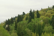 25th Apr 2012 - Spring Green Comes to My Hillside