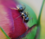25th Apr 2012 - Ant On Peony