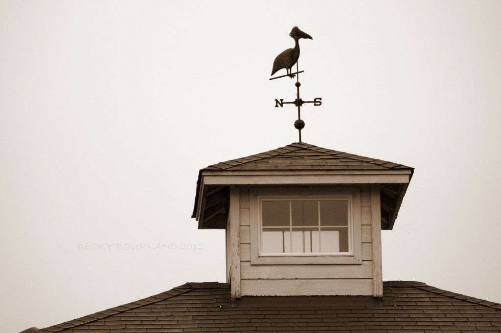 Pelican Weathervane by mamabec