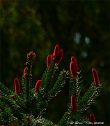 25th Apr 2012 - Young Pine Cones