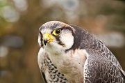 25th Apr 2012 - Lanner Falcon [2 of 2]