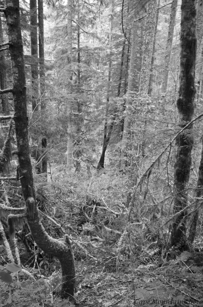 Black and White Spring Forest by jgpittenger