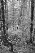 26th Apr 2012 - Black and White Spring Forest
