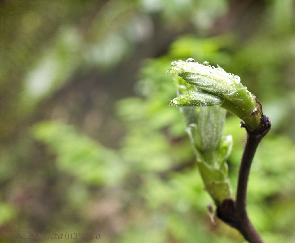 Buds Bursting in Spring Rain by jgpittenger