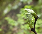26th Apr 2012 - Buds Bursting in Spring Rain