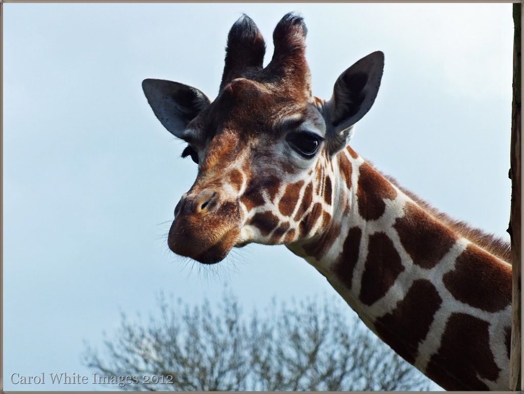 Giraffe on Watch by carolmw