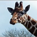 Giraffe on Watch by carolmw