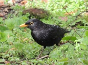 26th Apr 2012 - Rain has brought the grubs up - I think I'll have my dinner
