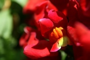 26th Apr 2012 - Pretty Flower