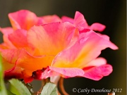 26th Apr 2012 - Mom's Rose
