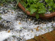 25th Apr 2012 - Hail stones