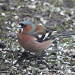 Fringilla coelebs - Chaffinch, Peippo IMG_2359 by annelis
