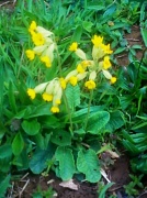 26th Apr 2012 - Cowslips 