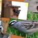 Some of our birds by bruni