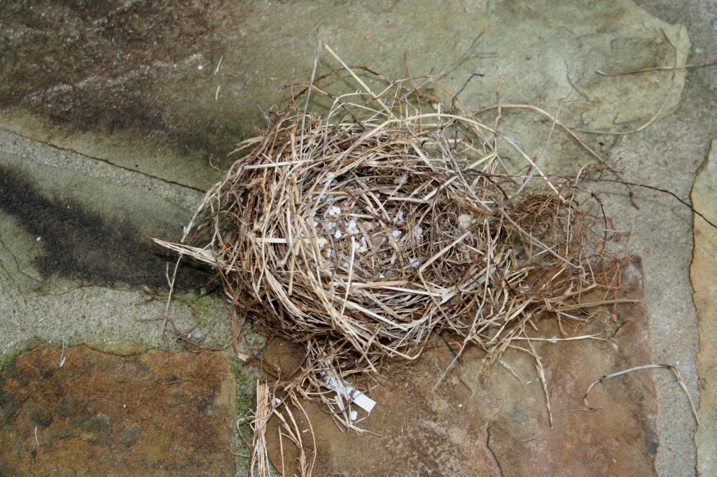 Fallen nest by tara11