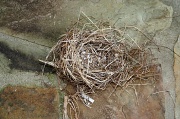 24th Apr 2012 - Fallen nest