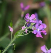 22nd Apr 2012 - Purple Wildflower