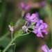 Purple Wildflower by tara11