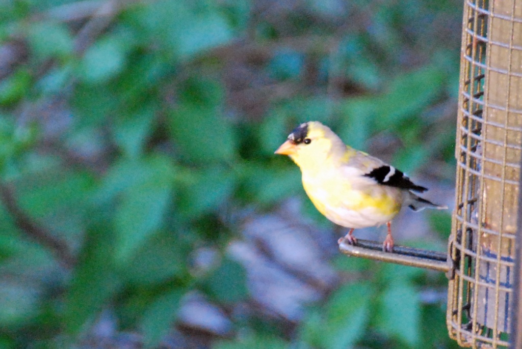 Goldfinch by dakotakid35
