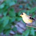 Goldfinch by dakotakid35