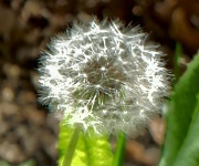 23rd Apr 2012 - dandelion