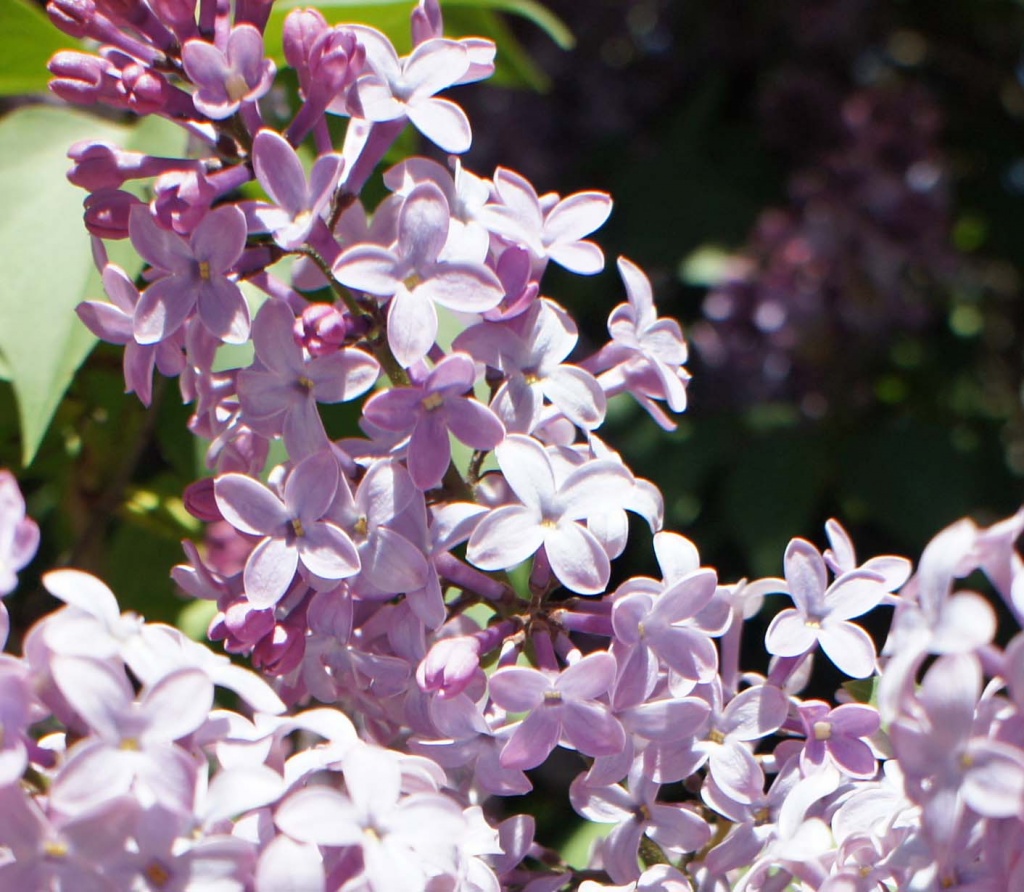lilacs by dmdfday