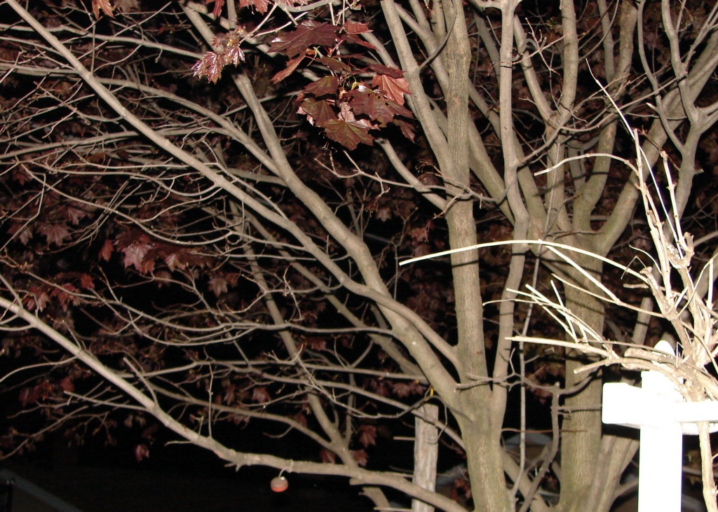 Tree at Night by brillomick