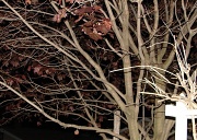 25th Apr 2012 - Tree at Night