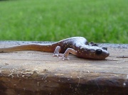 28th Apr 2012 - Salamander