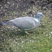 Columba palumbus - Common Wood Pigeon, Sepelkyyhky IMG_2397 by annelis