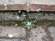 27th Apr 2012 - forget-me-not