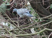 27th Apr 2012 - flapping in the fir tree