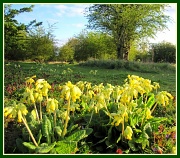 26th Apr 2012 - Cowslips