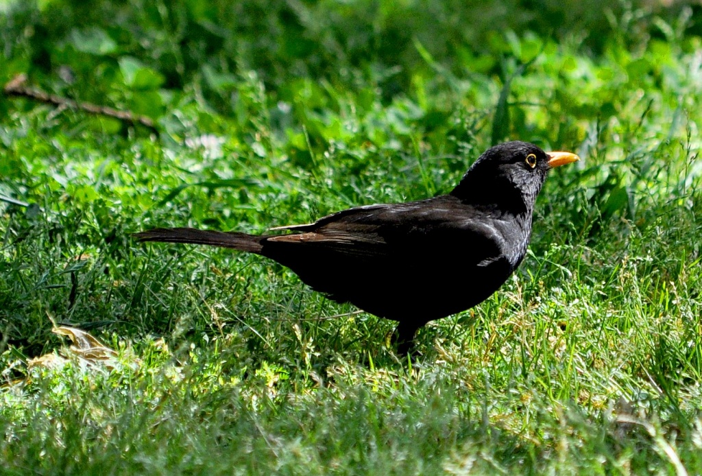 Only a Blackbird by philbacon