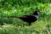 21st Apr 2012 - Only a Blackbird