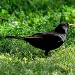 Only a Blackbird by philbacon